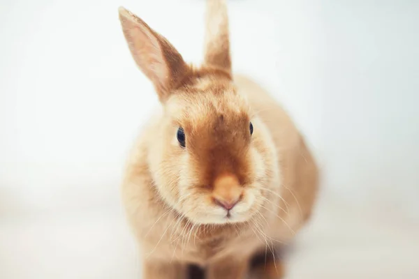 Red rabbit on white background