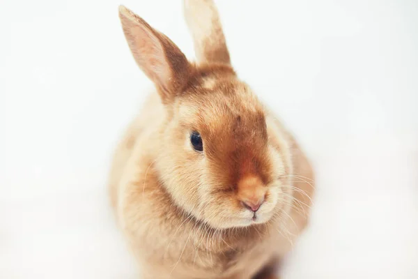 Rotes Kaninchen Auf Weißem Hintergrund — Stockfoto