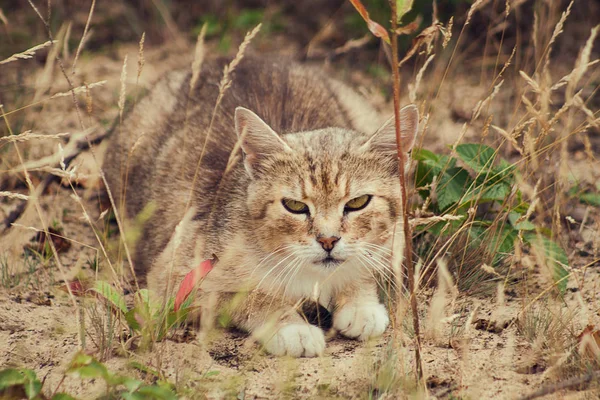 干草中的猫 — 图库照片