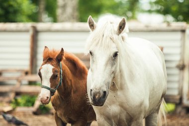 Kahverengi tay ve beyaz at portresi