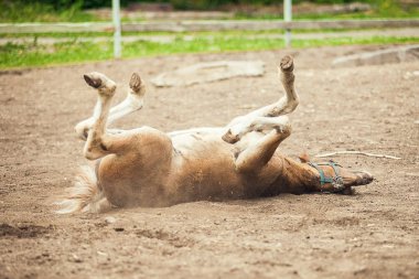 Kumsalda yuvarlanan kahverengi tay