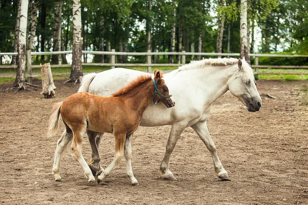 Puledro Marrone Cavallo Bianco Insieme — Foto Stock