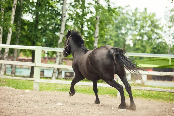 Cavallo Nero Sta Correndo Avanti — Foto Stock