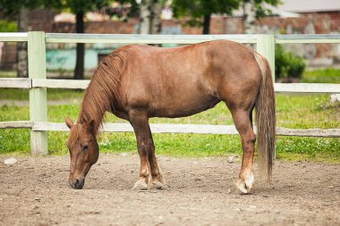 Çiftlikte otlayan kahverengi at