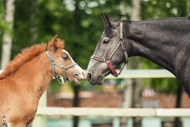 Siyah at ve kahverengi tay karşı tayı, yakın