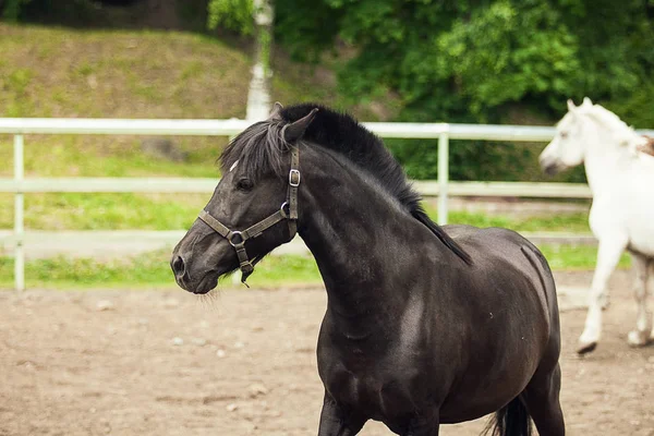 Zwarte Paard Close Hoofd Van Black Horse — Stockfoto