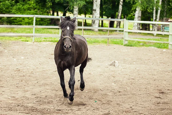 Black horse is running forward