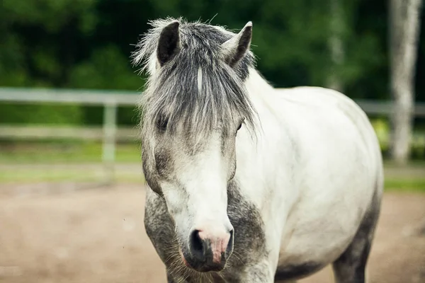 Portret Van Wit Paard Pony — Stockfoto