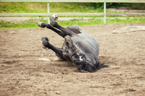 Cavallo Nero Rotolando Nella Sabbia — Foto Stock