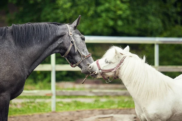 Caballo Negro Pony Blanco Uno Enfrente Del Otro Como Besar —  Fotos de Stock