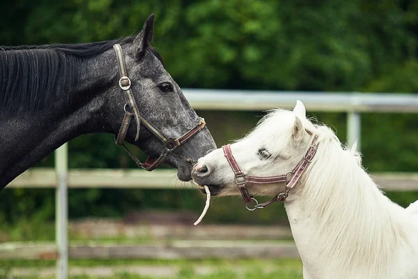 Cavallo Nero Pony Bianco Uno Fronte All Altro Come Baciare — Foto Stock