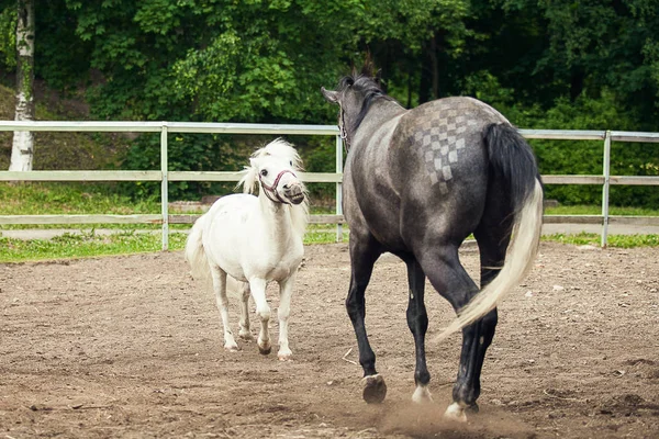 白色的小马和黑马在农场运行 — 图库照片
