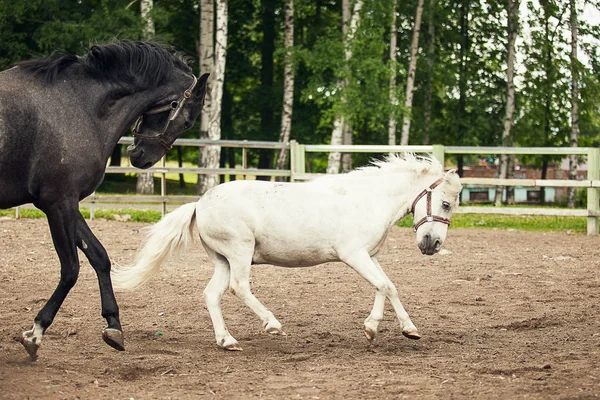 Cavallo Bianco Che Corre Fattoria — Foto Stock