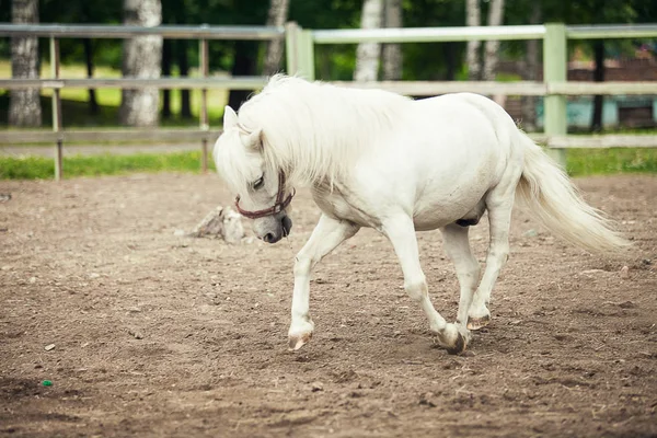 Cavallo Bianco Che Corre Fattoria — Foto Stock