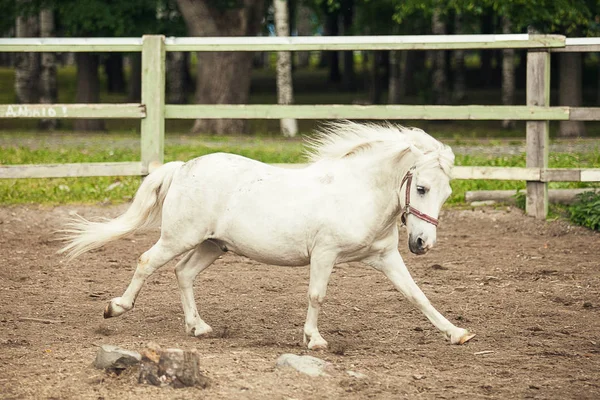 在农场里奔跑的白马 — 图库照片