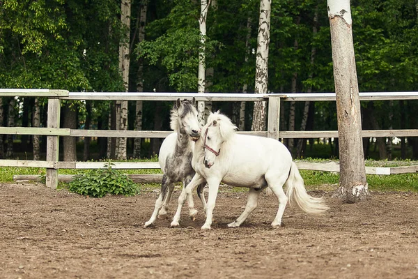 Two white horses running, playing and having fun together