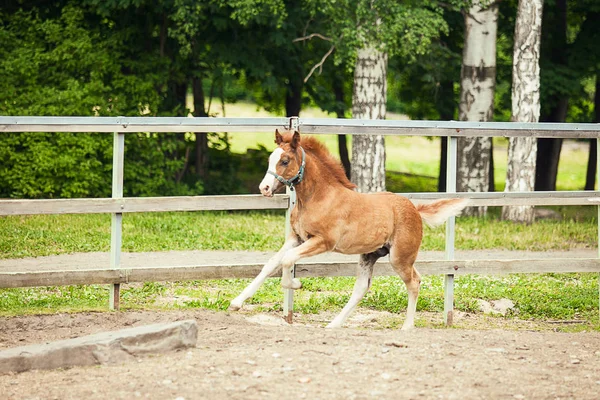 在农场里奔跑的棕色小马 — 图库照片