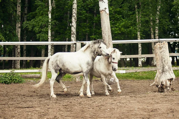 Two white horses running, playing and having fun together