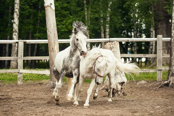 Dos Caballos Blancos Corriendo Jugando Divirtiéndose Juntos —  Fotos de Stock