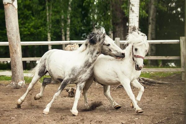 Two white horses running, playing and having fun together