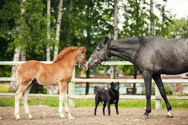 黑马和棕色小马对立面 — 图库照片