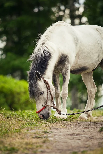 Cavallo Bianco Pony Mangiare Qualcosa Dalla Terra — Foto Stock