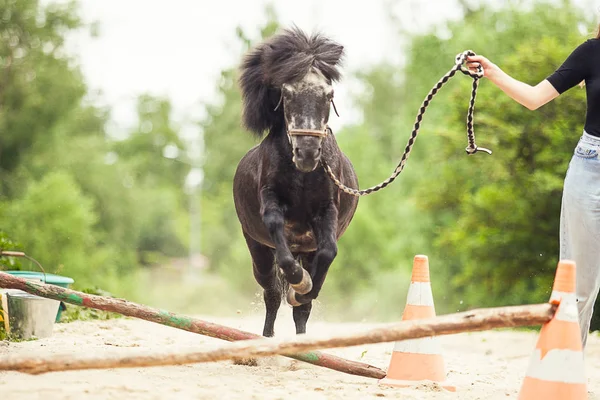 Zwart Paard Loopt Springt — Stockfoto