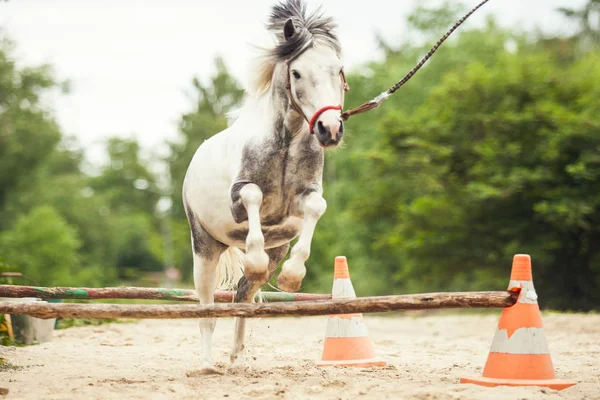 Cavallo Bianco Sta Correndo Saltando — Foto Stock