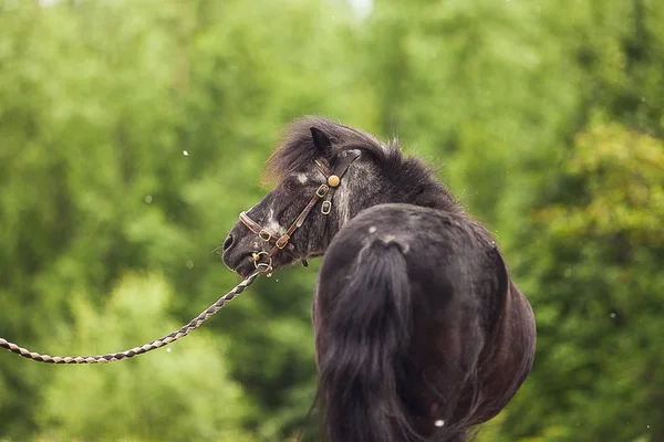 Cavallo Nero Pony Vicino — Foto Stock
