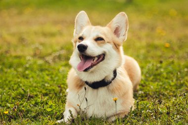 Corgi (köpek) çim üzerinde kanepede olduğunu