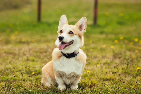 Çimenlerin üzerinde oturan corgi portresi