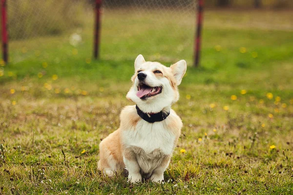 Portréja Corgi Parc — Stock Fotó