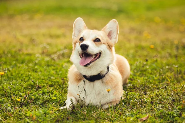 Corgi (köpek) çim üzerinde kanepede olduğunu