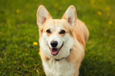 Corgi portresi, yakın