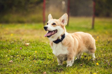 Bir corgi portresi 