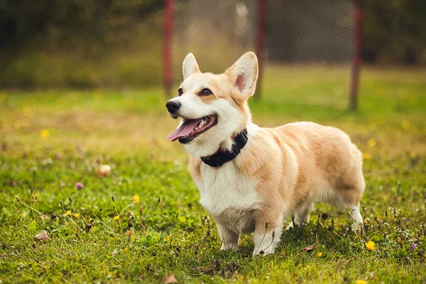 Portrait Corgi — Photo