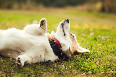 Corgi çim bir rulo sahip