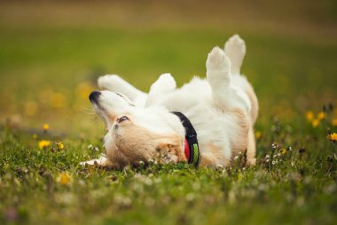 Corgi çim bir rulo sahip
