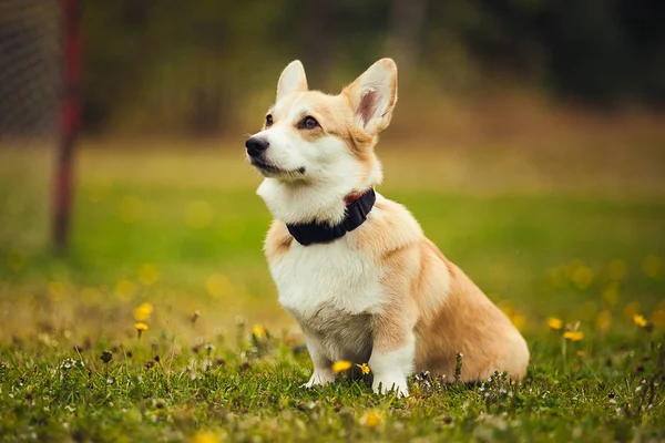 Çimenlerin üzerinde oturan bir corgi portresi