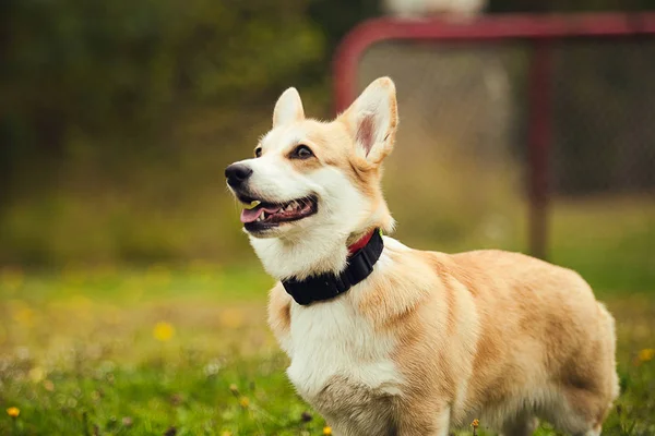 Portrait Corgi Assis Sur Herbe — Photo