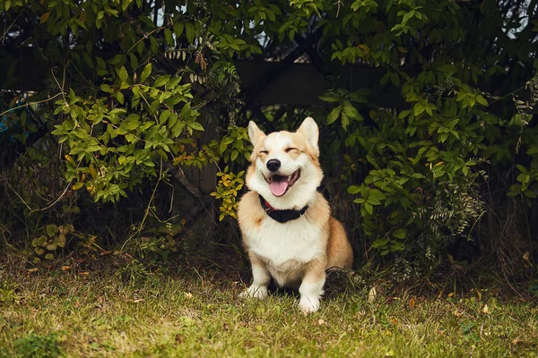 Çimenlerin üzerinde oturan bir corgi portresi