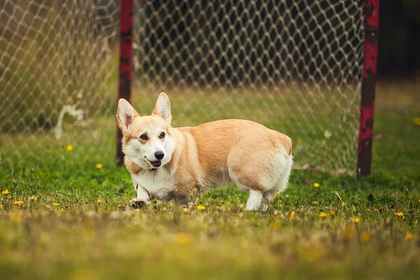 Corgi Kör Parc — Stockfoto