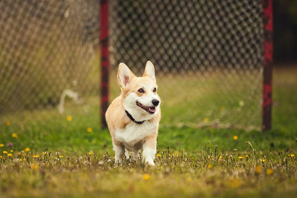 Portrait Corgi Assis Sur Herbe — Photo