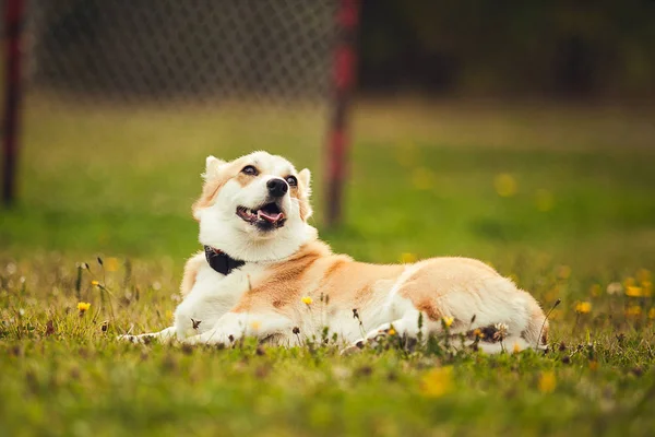 Portrait Corgi Couché Sur Herbe — Photo