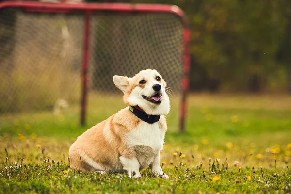 Çimenlerin üzerinde oturan corgi portresi