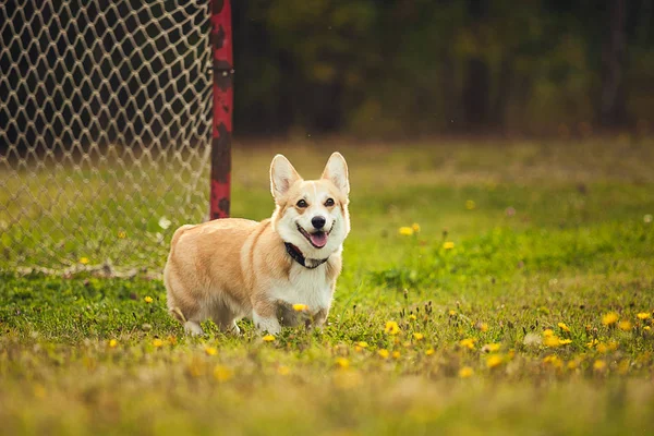 Parc bir corgi portresi