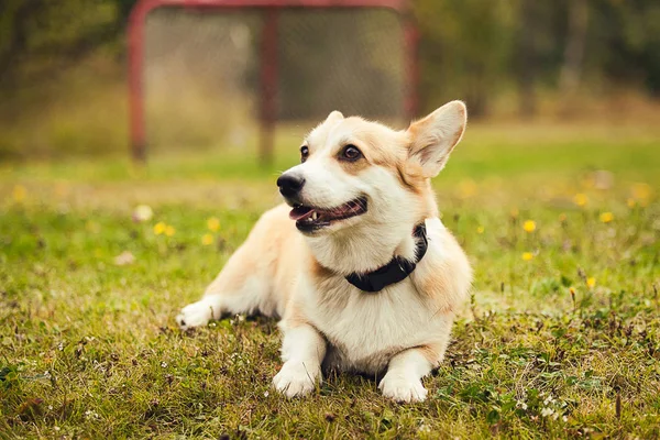 Corgi Couché Sur Herbe — Photo