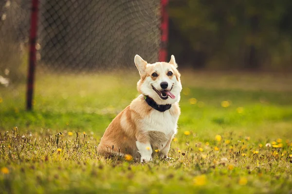 Corgi çimenlerin üzerinde oturuyor