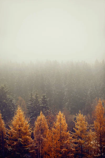 Paisagem Outono Com Floresta Nevoeiro — Fotografia de Stock