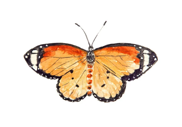 Dibujo Acuarela Mariposa Danais Chiysippus Aislado Sobre Fondo Blanco Ilustración —  Fotos de Stock